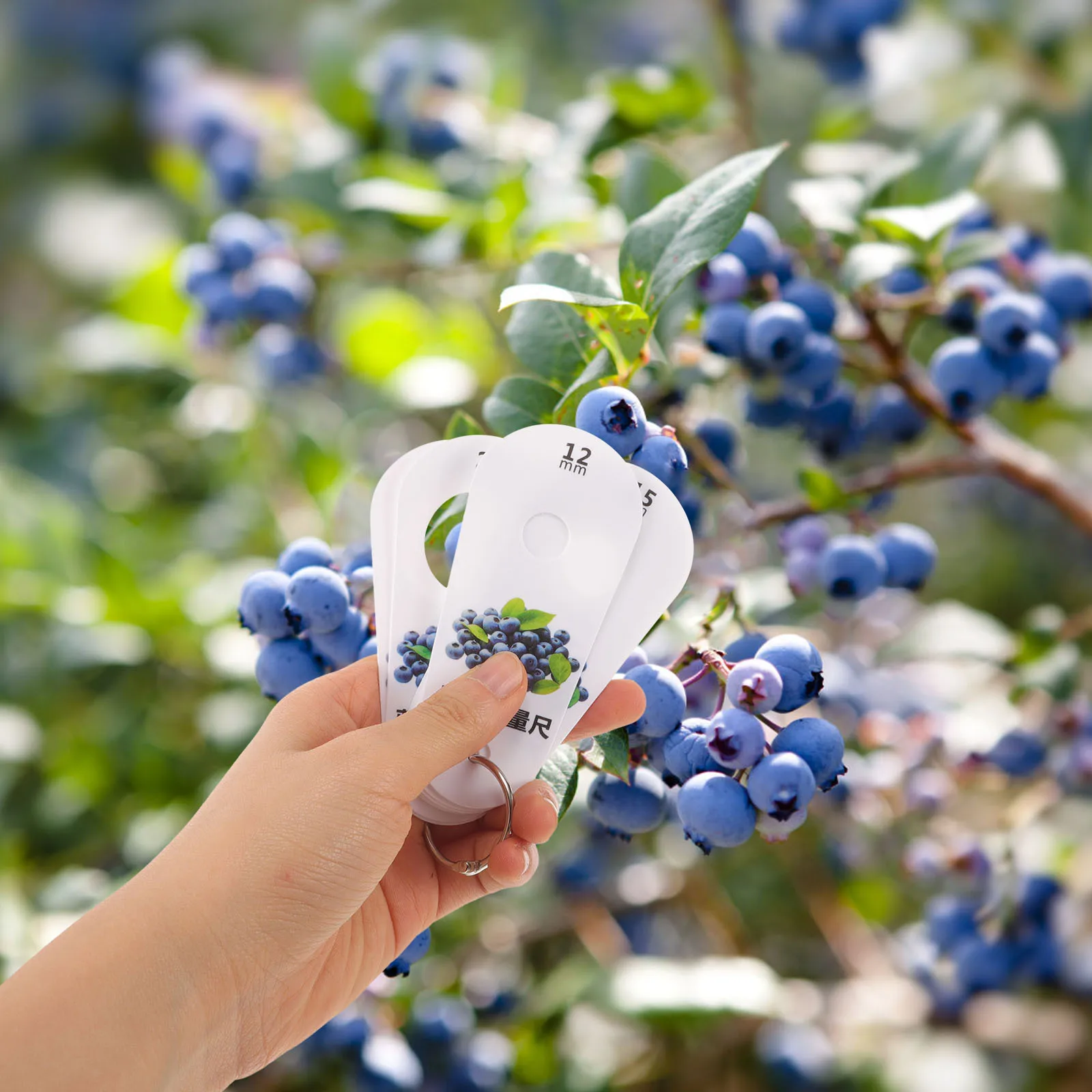 

1Set Blueberry Diameter Gauge Plastic Durable Measuring Ruler Tool Fruit Diameter Measuring Supply Easy Use for Blueberry