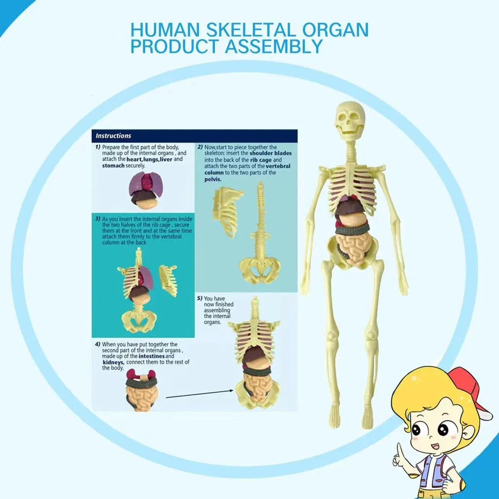 Educational Toys 3D Body Puzzle STEM Toys Human Body Model for Kids 8+