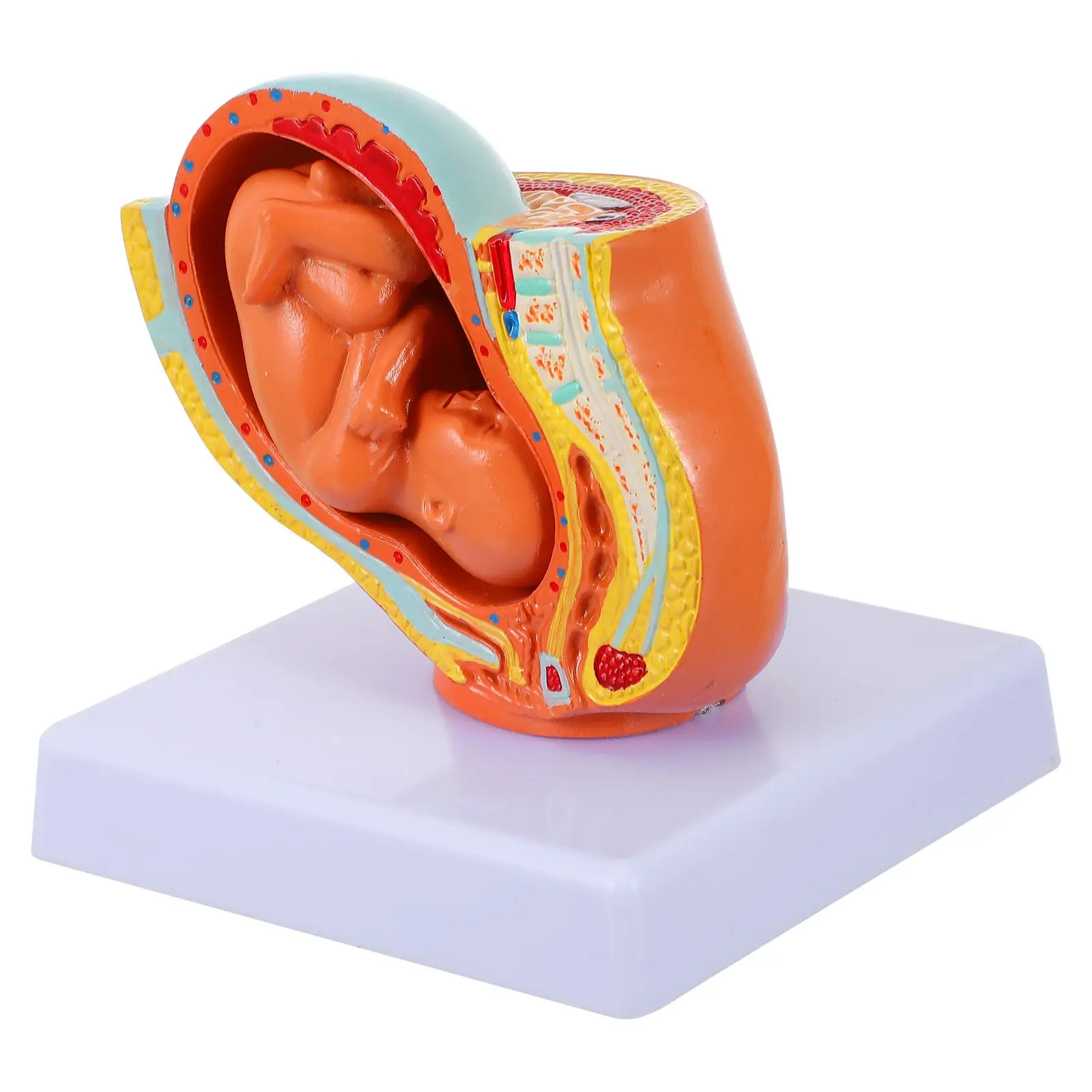 PVC Full term Fetus Model Realistic Teaching Uterine Embryo Display Pregnant Female Medical School Nursing