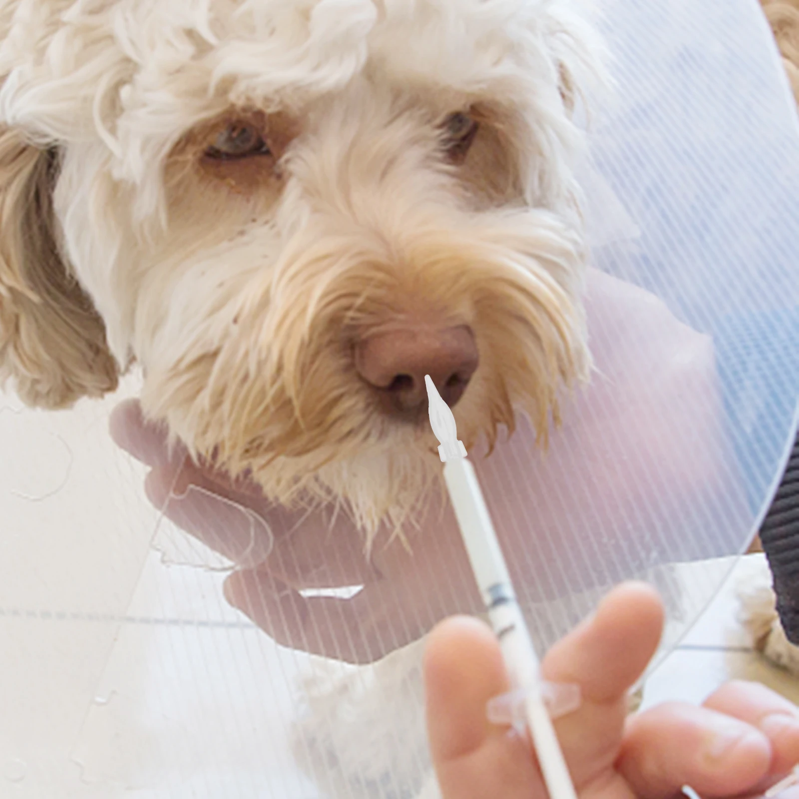 

20 Pcs Feeding Nipples Food Grade Silicone Kitten Nursing Kit Kitten Nursing Kit Puppy Pacifier Milk Supplies Bottle