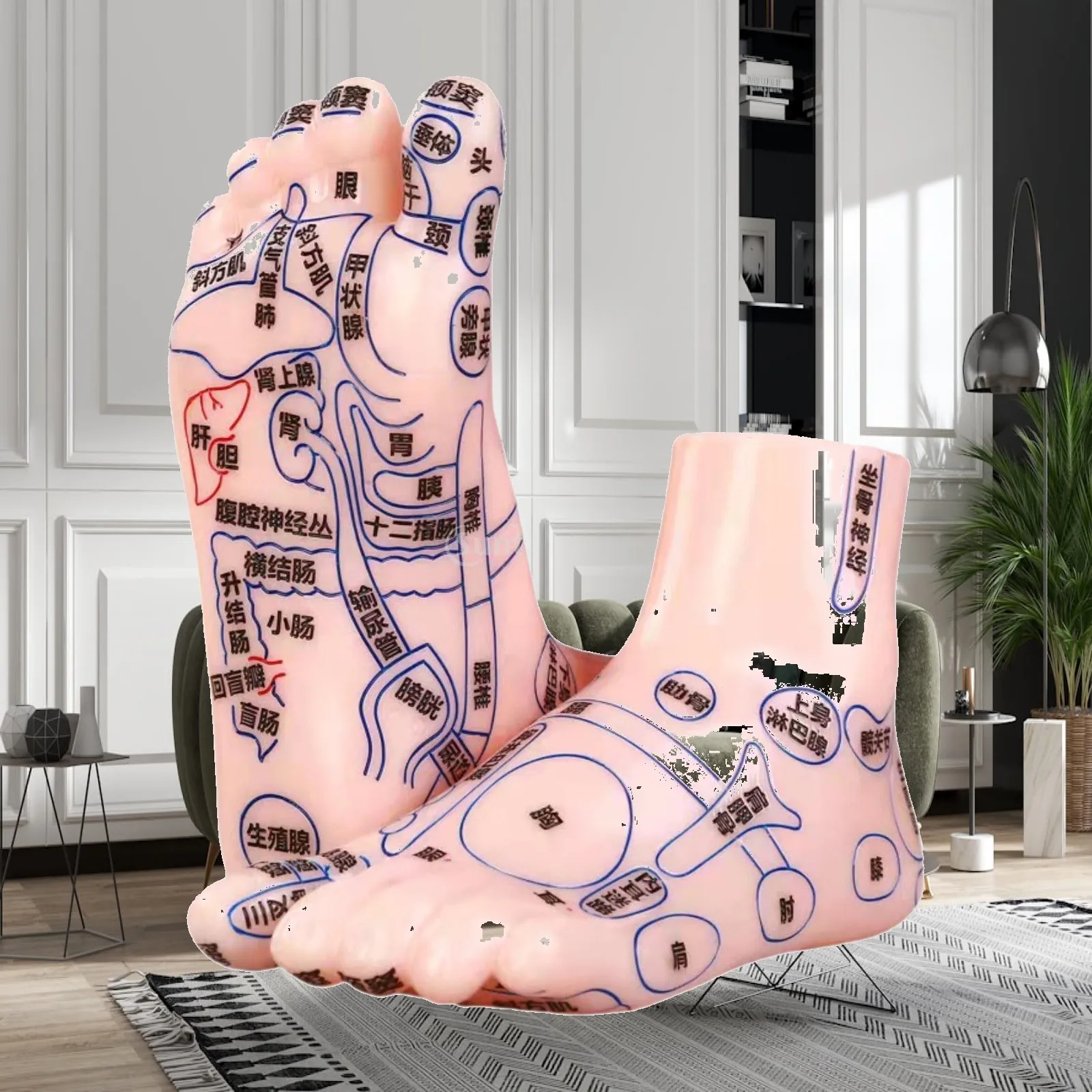 Teaching Model Human Foot Anatomy PVC Practical Learning Tool Foot Massage Model for Medical Study