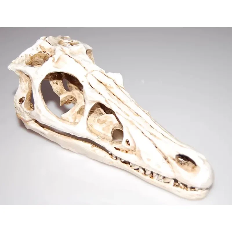 

Hadrosaurus skull resin handicraft