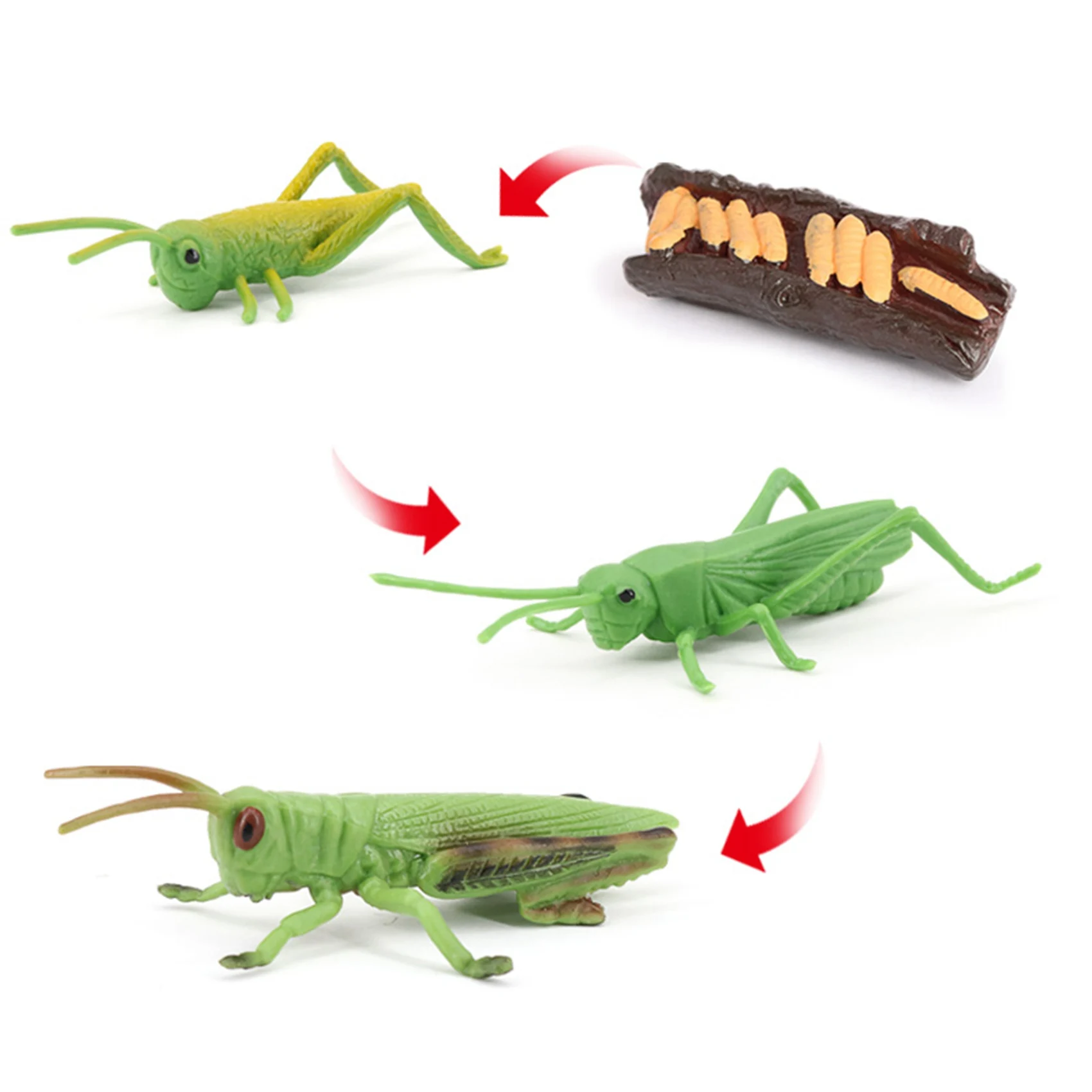 Simulação Locust Animal Life Cycle,Insect Growth Cycle Model, Brinquedos educativos para crianças, A