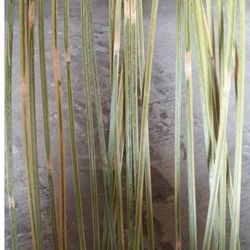 10M Bamboo Thickness 1MM Flat Bamboo Strips Handmade DIY Weaving Basket Chair Material Wedding Graden Flower Decoration