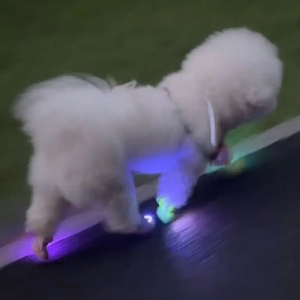 Lightweight Pet LED Clip Light Multi-color Lighting Strong Night-time Warning Dog Night Safety Light Stress-free