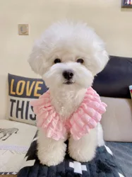 Dog Vest Bubble Strap Small Pet Clothes Kitten Puppy Cute Dress Dog Sweet T-Skirt Chihuahua Yorkshire Dog Accessories