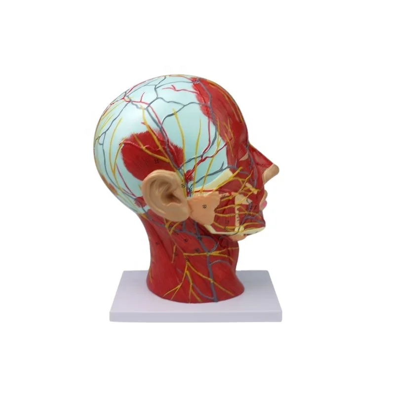 

Human anatomical head model, muscle-bound neurovascular model of the human skull, head median sagittal section model