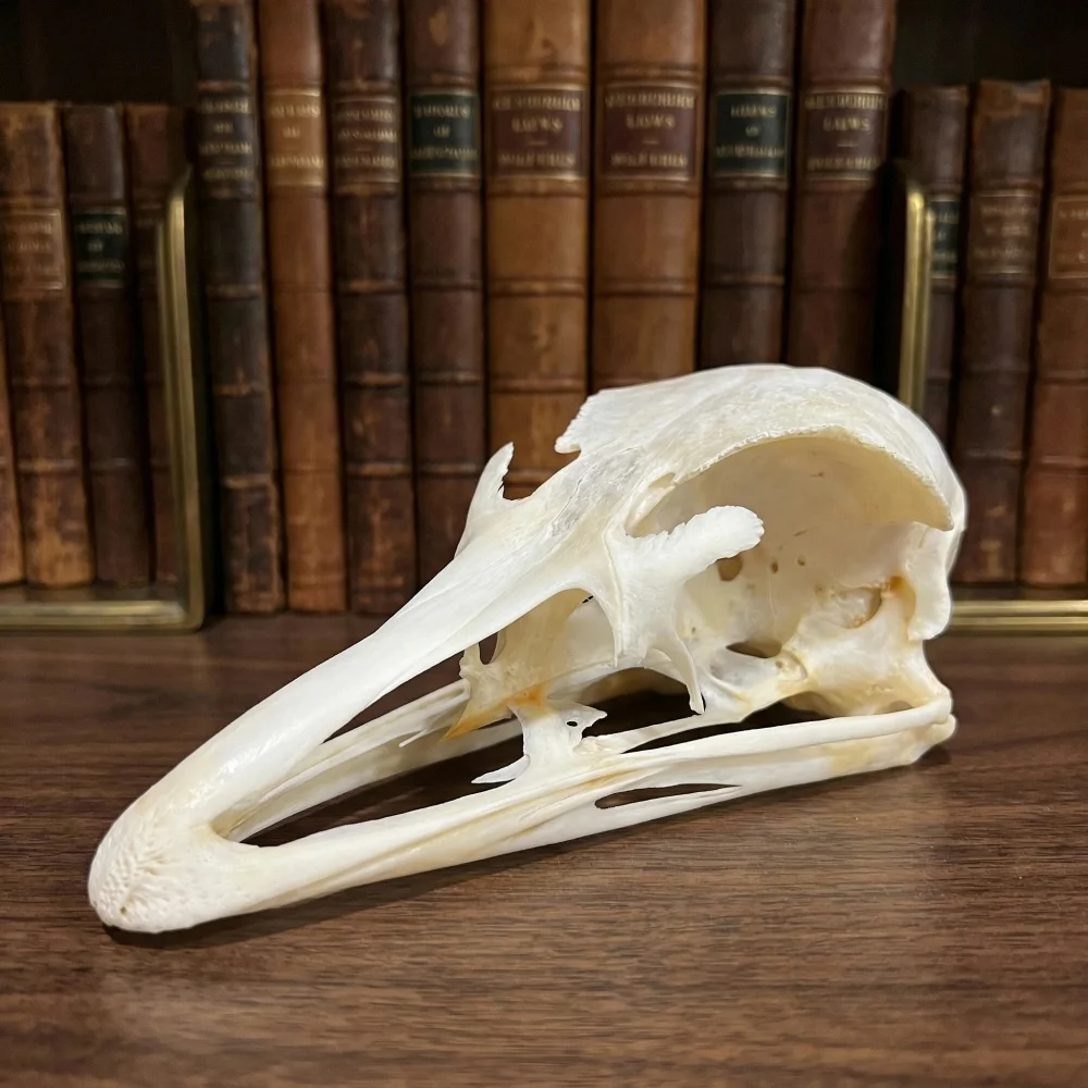1-5 PCS Ostrich Skull Specimen Animal Taxidermy Home Decor Perfect for Collecting, Special Unique Gifts