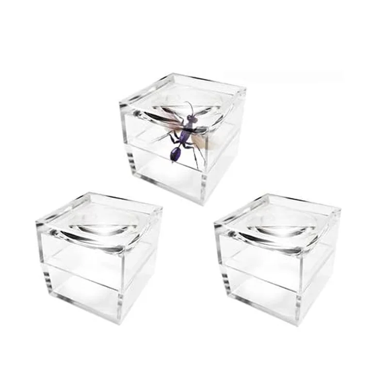 Insect Specimen Transparent Plastic Magnifying Jewelry Display Box