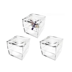 Insect Specimen Transparent Plastic Magnifying Jewelry Display Box