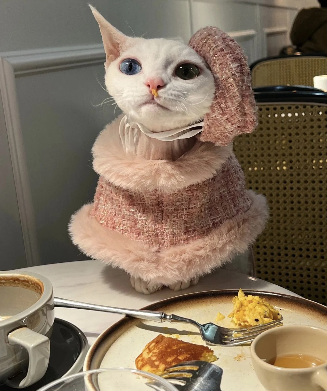Luxury Pink Fleece Jacket for Sphynx Hairless Cat Clothes Elegant Comfort Winter Coat Thickening Sweater Cardigan for Kittens