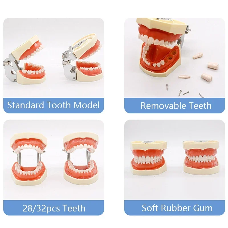 32 Teeth Dental Teaching Model Soft Gum Resin Typodont Teeth Model for Dentist Practice Studying Tool Dental Demonstration Model