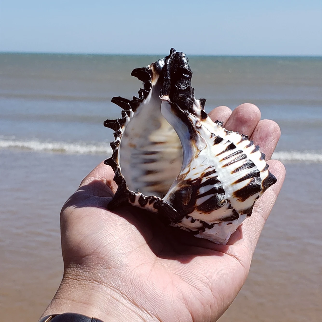 10-12 cm Large Conch Shell Black Zebra Murex American Black Bone Snail Fish Tank Landscaping Home Decoration Gifts Specimen