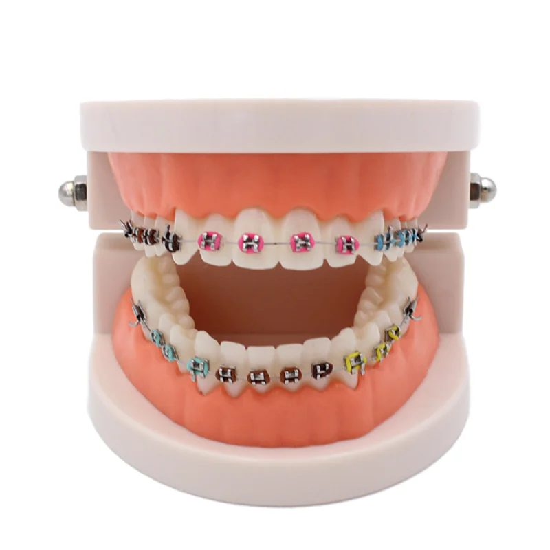 New Tooth Dental Model Orthodontic Teeth Model For Studying Teaching Ortho Modeling Medical Dentist Oral Care Dentistry Products