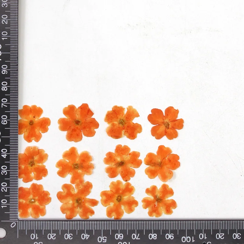 12 Stück, echte getrocknete Blumen, Prägematerialien, DIY-Zubehör für Epoxidharz, für Handyhüllen, Nagelkunst, Gesichtsaufkleber, handgefertigte Dekoration – Detail 22