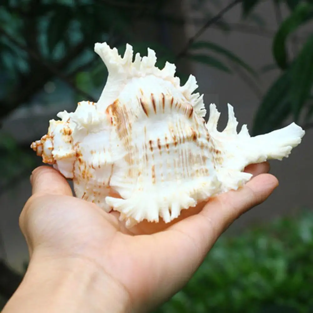 10-12cm Natural Large Conch Kirin Snail Thousands Of Gifts Hand Home Aquarium Decoration Snails Collection Ornaments E0k7