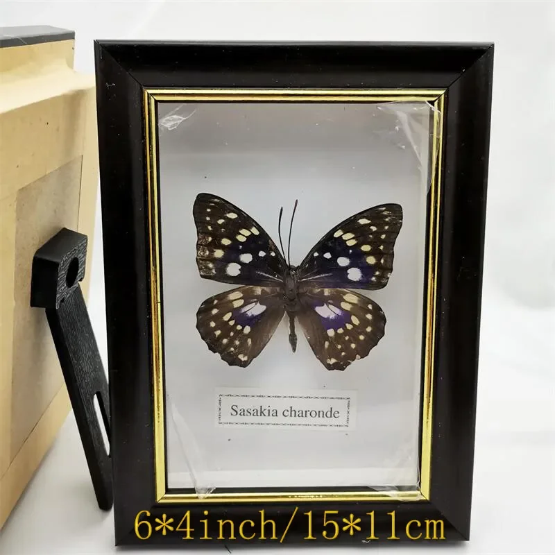 Single Real Butterfly Fixed Specimen Small Photo Frame Desk Small Ornaments Suitable for Living Room Decoration Size15x11cm-1pcs