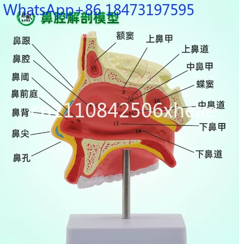 Normal and Pathological Nasal and Pharyngeal Anatomy Models, Nasal and Oral Structure Tissue Models of The Human Body