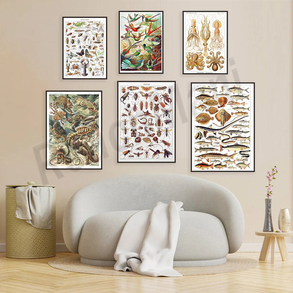Birds, insects, hummingbirds, squid and octopus species, antelope species, invertebrates, dragon lizard species, biology poster