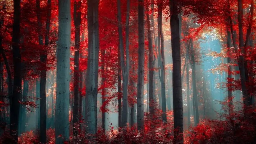 

Red Trees, Forest Art Picture Print Silk Poster, Home Wall Decor