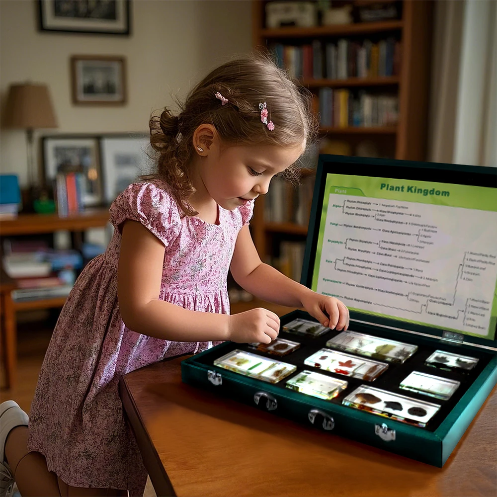 

Educational Taxidermy Paperweight Insect Resin Specimen Hot Selling Teaching Tool for Science Learning