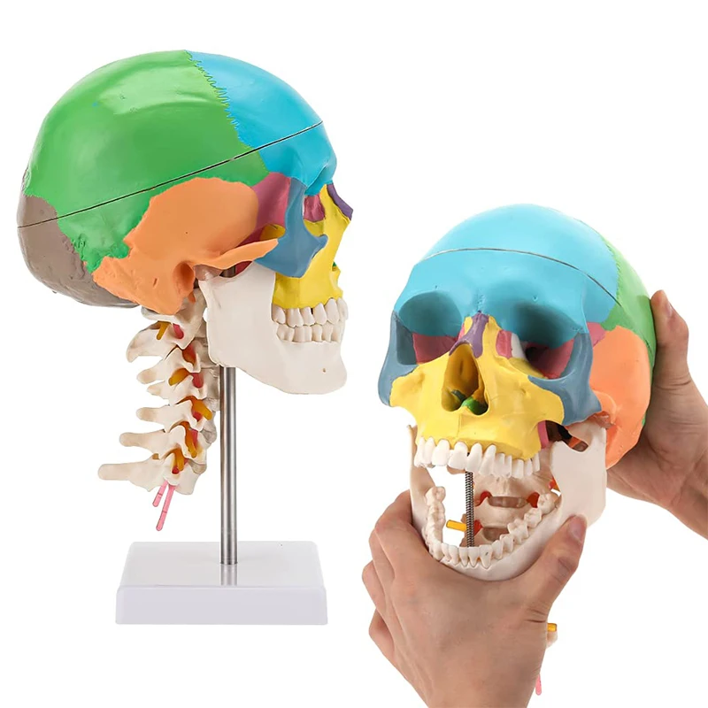 Human Colored Skull with Cervical Vertebra Anatomical Model, Life Size 3-Part Detachable Skull Anatomical Model