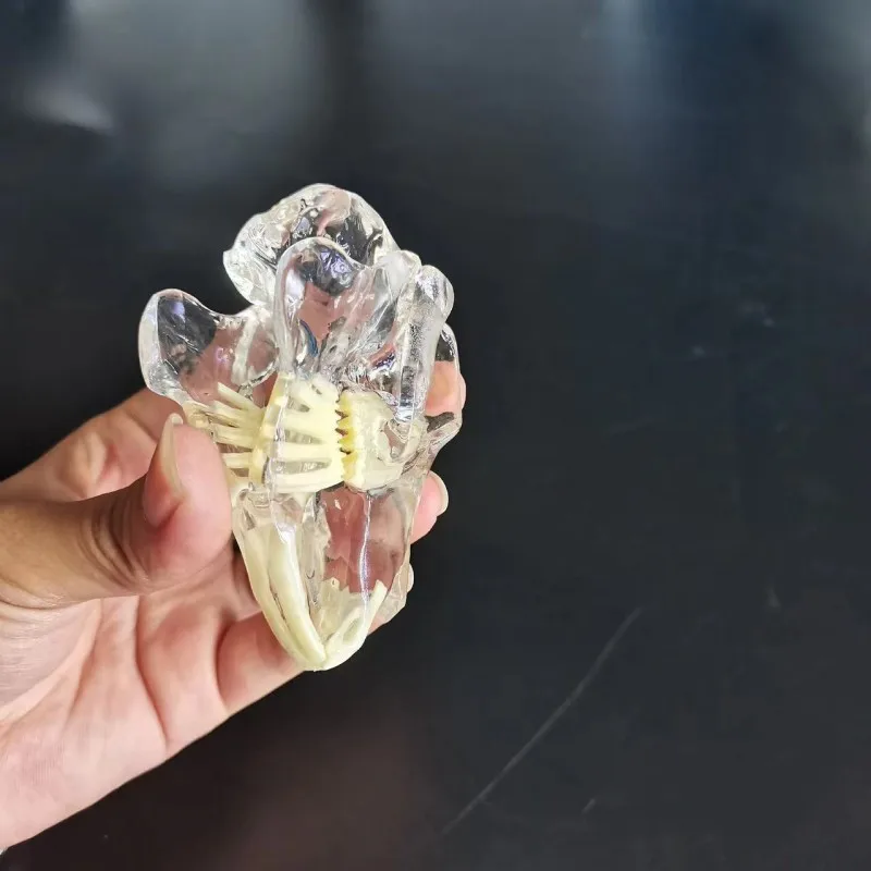 Transparent Rabbit tooth model  pet animal model for veterinary or student practice models