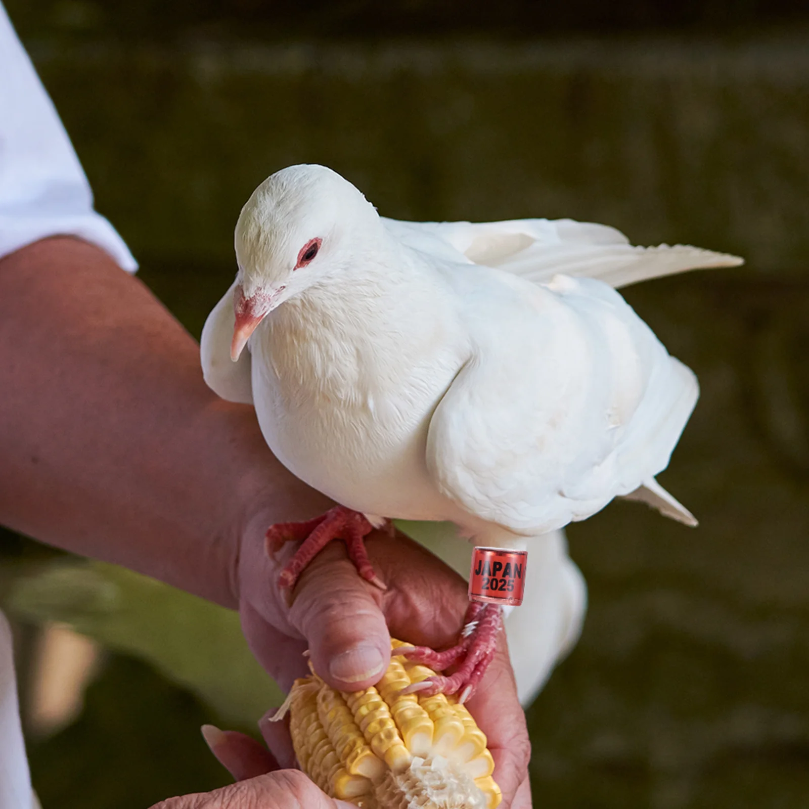 

50Pcs Bird Leg Bands Reusable Plastic Pigeon Foot Rings for Racing and Breeding Numbered Identification Leg Rings for Homing