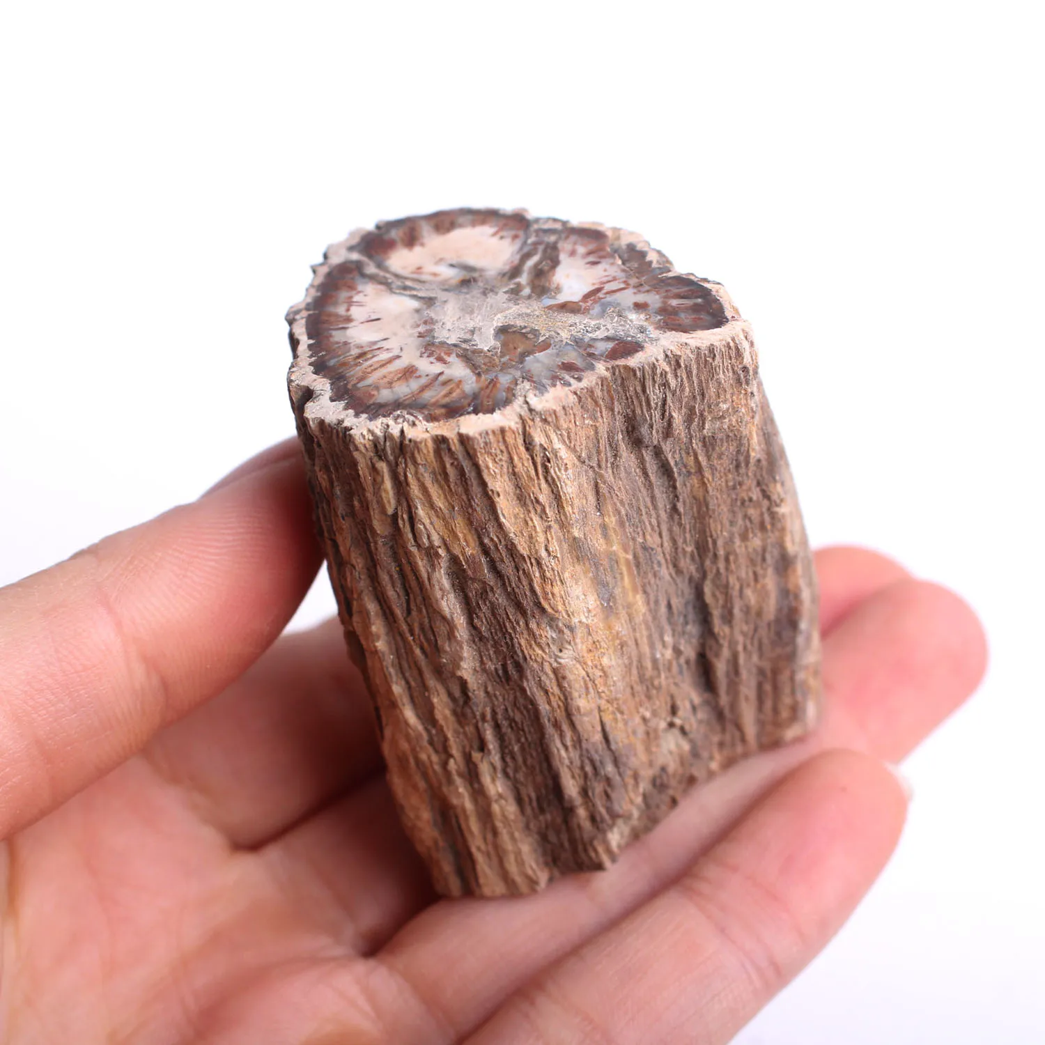 1000g Petrified Wood Branch Cross Section w Polished End - 35-75mm Info Card Mineral