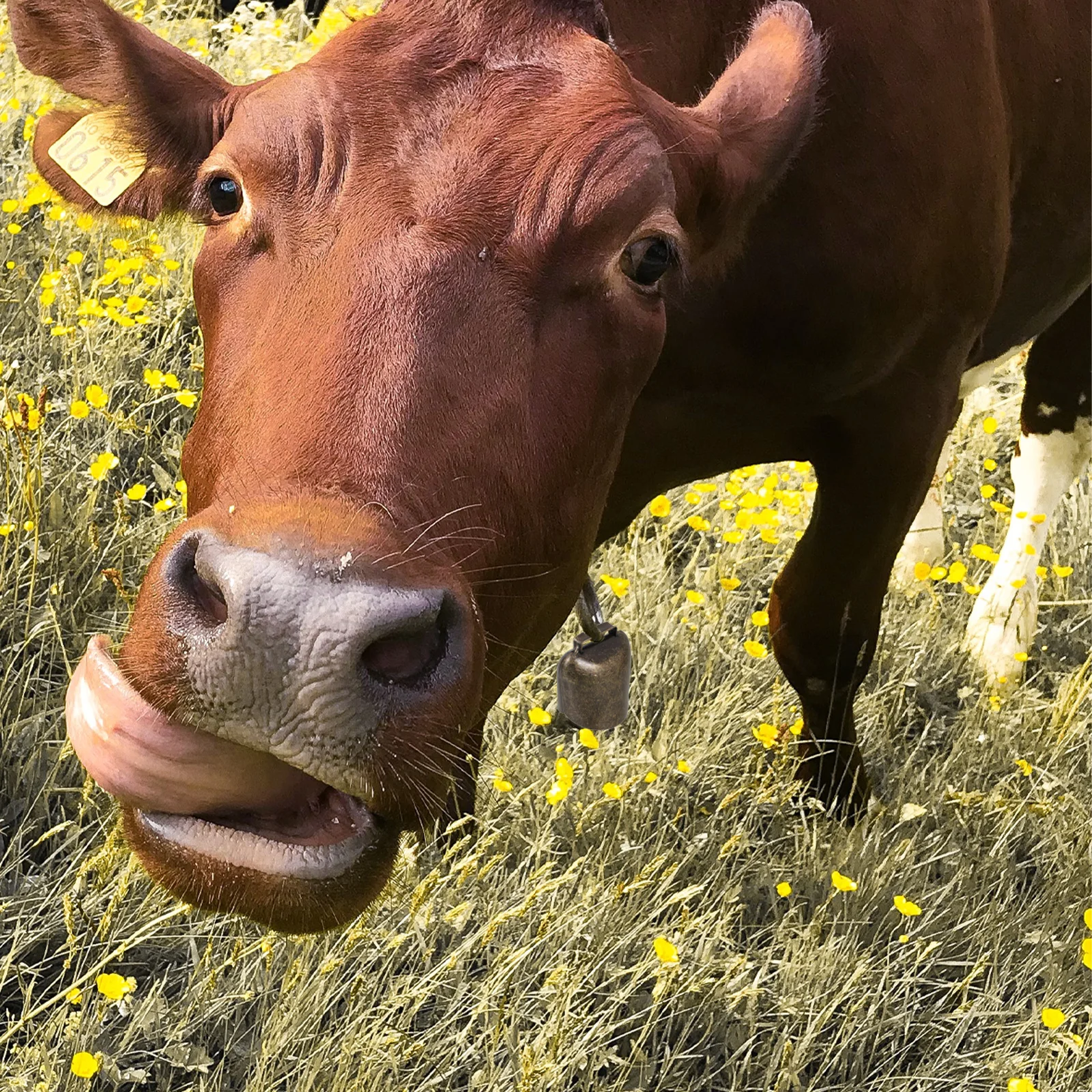 Accesorios de campana para cultivo, campana colgante de hierro grueso, alarma de sonido nítido de tamaño pequeño para ovejas, caballos, vacas, suministros de animales, 2 uds.