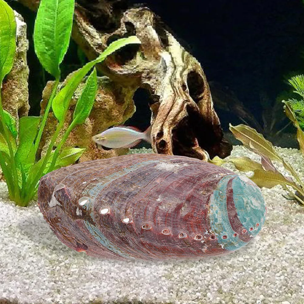 Natural Rough Abalone Shell Aromatherapy Holder Bowl for Burning Incense Essential Oils Fish Tank Decoration Household Decor