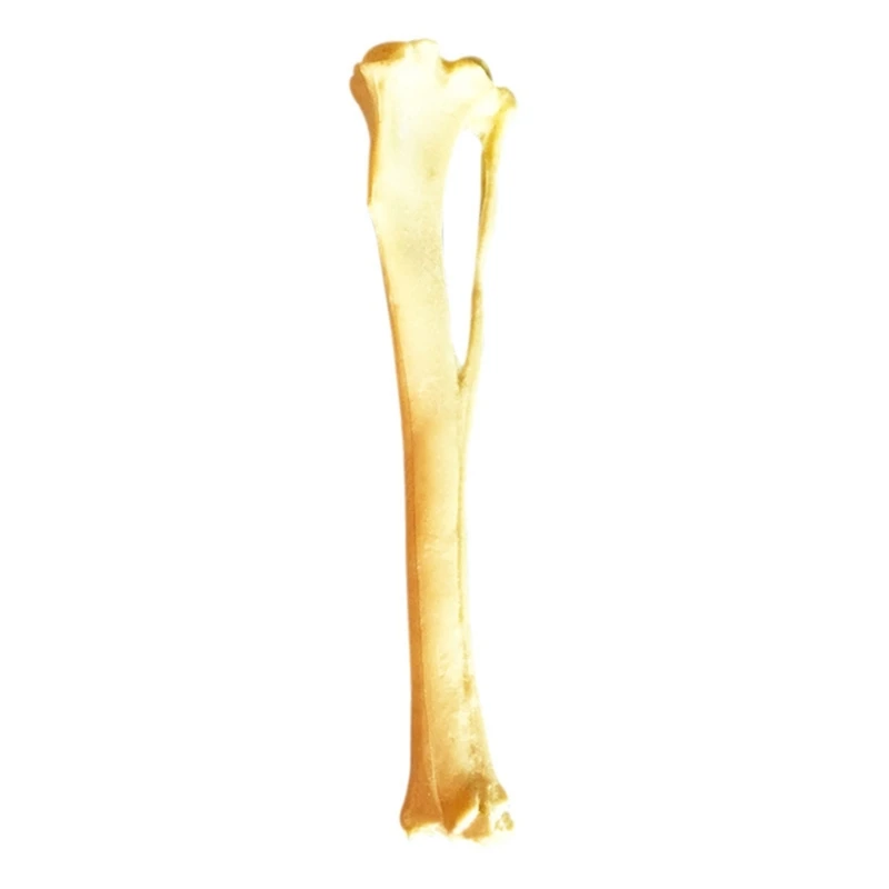 Modelo esquelético tibia anatomía del perro Modelo hueso perro, Modelo esquelético tibia perro
