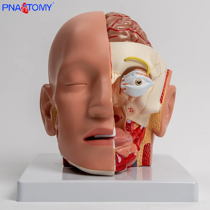 Detachable Human Head Structure Brain Anatomy Model Blood Vessels Brain Stem and Nerve Salivary Glands Nasal Cavity Life Size