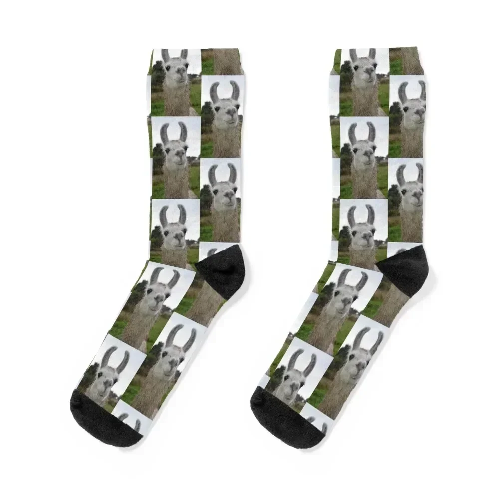 

Llama Socks Climbing hiphop compression colored Woman Socks Men's
