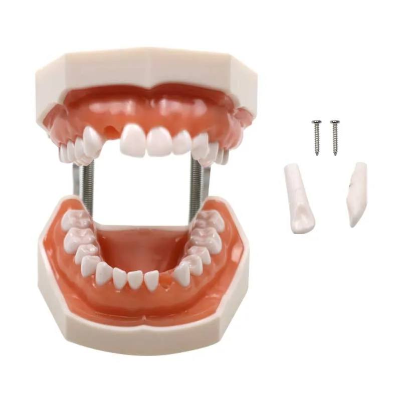 

Dental Teeth Model Teaching Study Typodont Demonstration Model Removable Tooth Training Practice Tools Dental Lab Tools