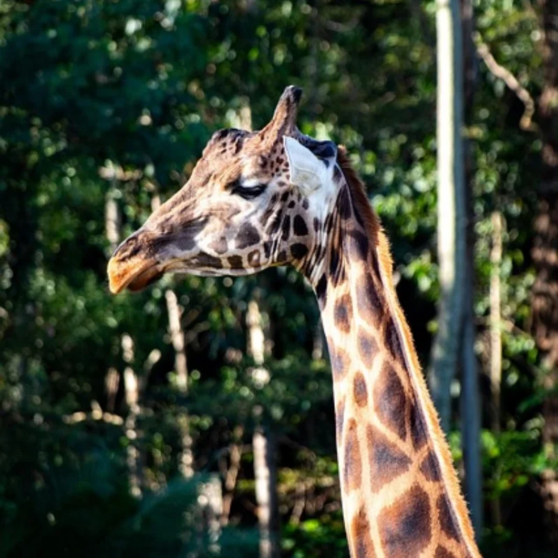 

Металлический шестигранный адаптер ступицы колеса 17 мм с гайкой для Arrma 1/8 3S Typhon 1/10 Big Rock V3, комплект аксессуаров для обновления радиоуправляемого автомобиля