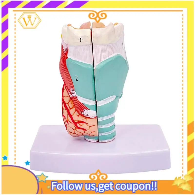 

Latest-Human Throat Model, Anatomically Accurate Throat Model, Anatomy Classroom Learning Display Teaching -Model