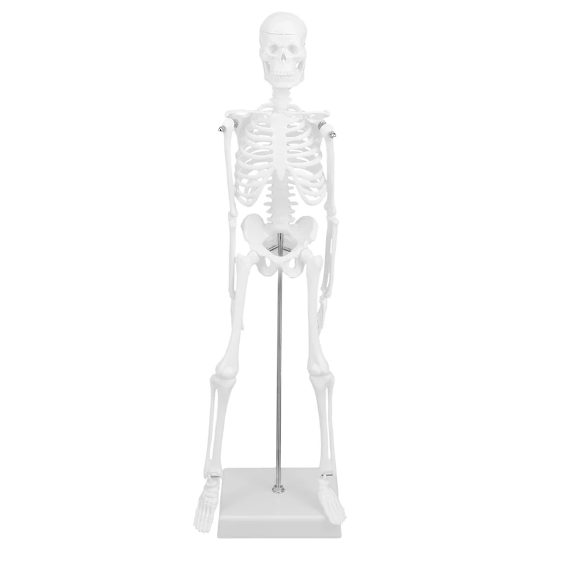 45Cm Human Anatomical Anatomy Skeleton Model Learn Aid Anatomy Human Skeletal Model