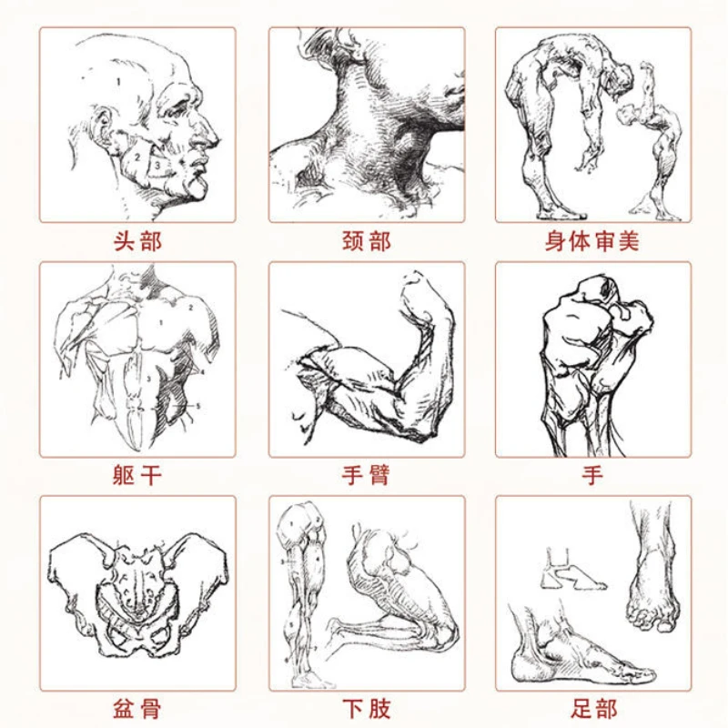 Beginner Character Sketch Practice Human Body Structure Practical Tutorial Sketchbook Exercise Book Painting Teaching Materials