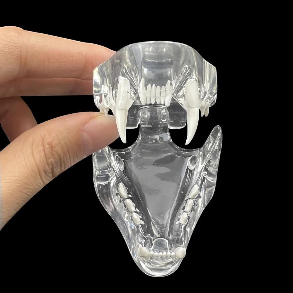 1pc Transparent Canine Dog Cat Teeth Anatomical Model Dental Animals Oral Tooth Jaw Anatomical For Veterinary Office Educational