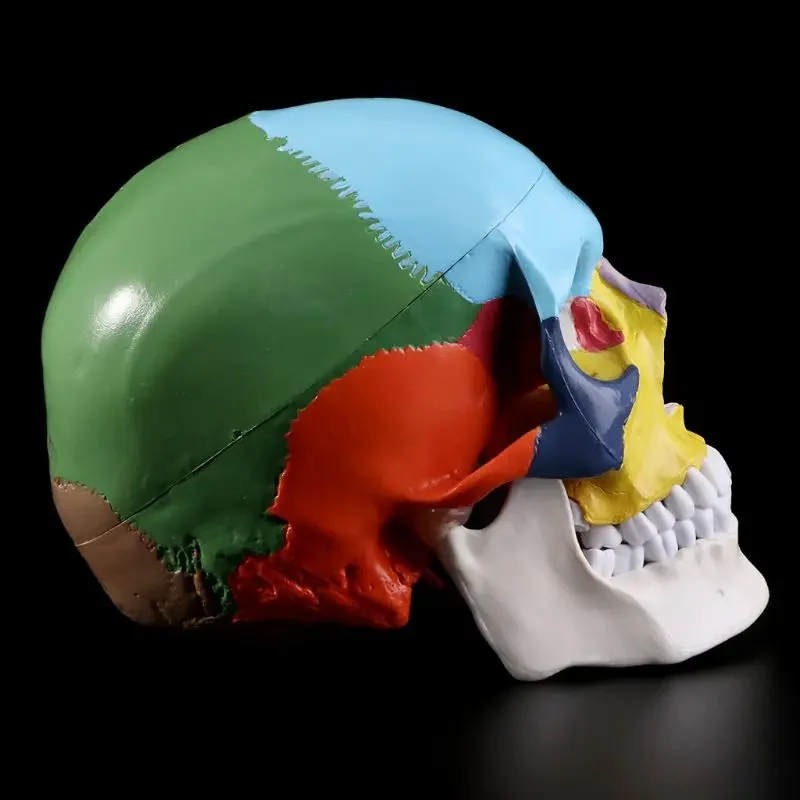 Life Size Colorful Human Skull Model Anatomical Anatomy Medical Teaching Skeleton Head Studying Teaching Supplies