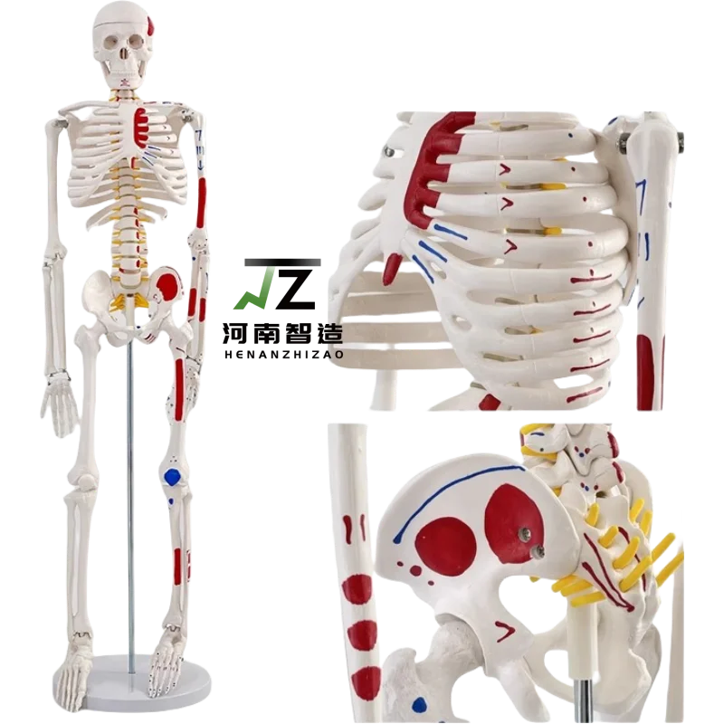 85cm Painted Human Anatomical Skeleton Models Educational Equipment with Detailed Muscles