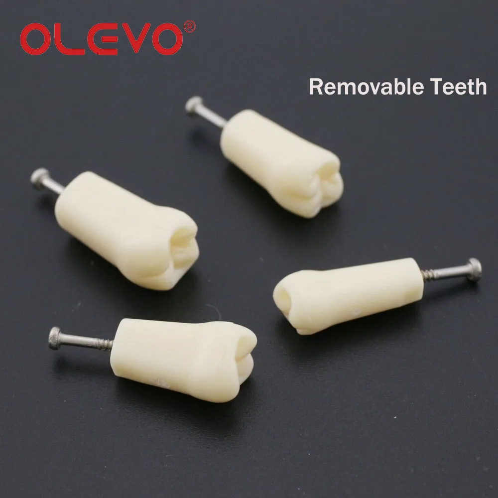 OLEVO-dientes atornillados de repuesto para odontología, modelo Typodont, adecuado para entrenamiento de odontología, tipo 200/500, 28/32 piezas