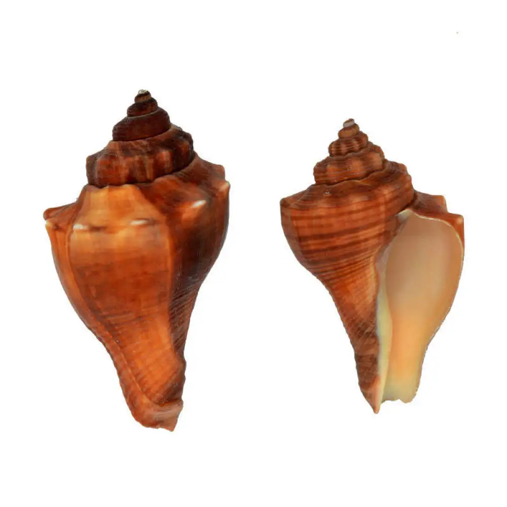 Mixed Natural Sea Shells Starfish Set Aquarium Scenery Decor Hermit Crab House DIY Craft Making Artistic Design Item