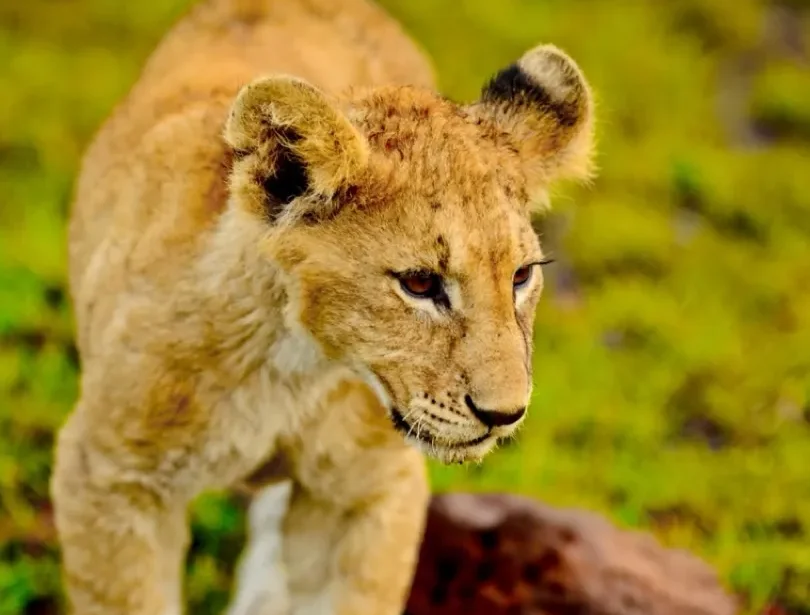 รถบังคับวิทยุ LDRC LD1898 ขนาด 1/18 รถดริฟท์บังคับมืออาชีพ รุ่น Gt 911 รถแข่งความเร็วสูง ของเล่นเด็กผู้ชาย ของขวัญสำหรับเด็ก