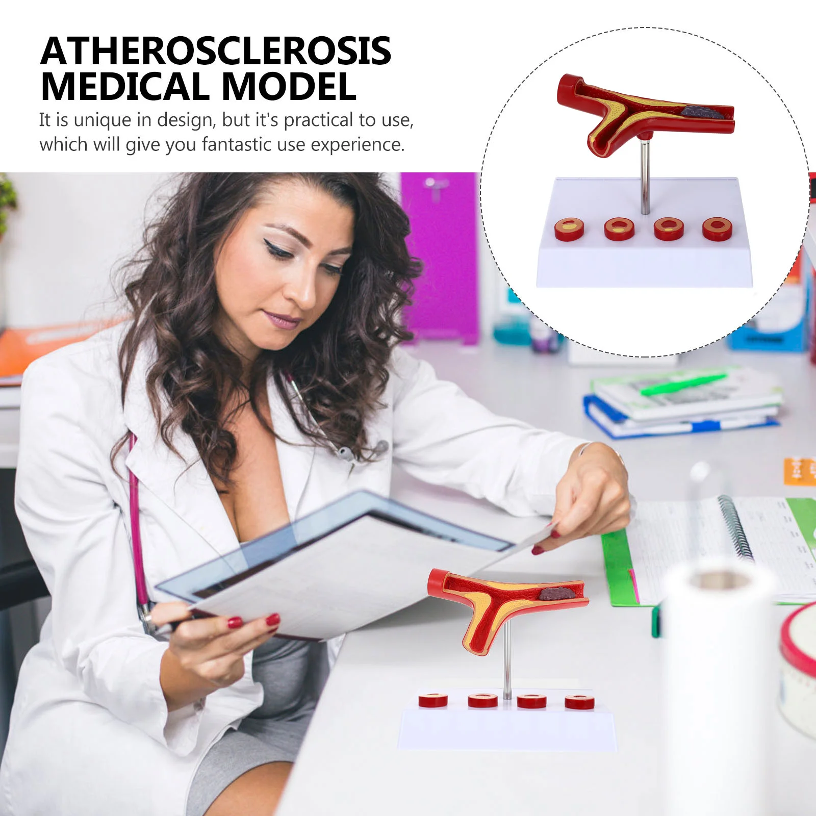 Vascular Model Cardiovascular Display Teaching Human Atherosclerosis Whole Body Blood Vessel Anatomical Pvc Medical Show