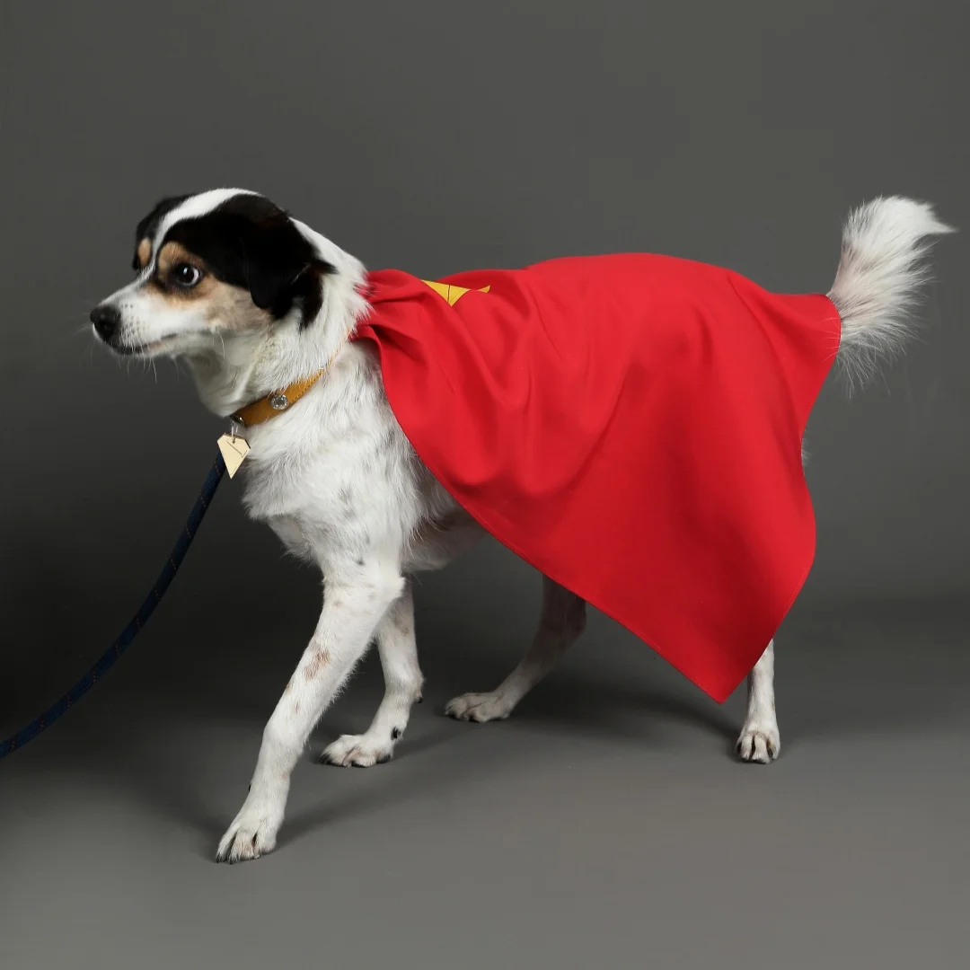 عباءة كريبتو للكلاب باللون الأحمر مع علامة معدنية مصنوعة حسب الطلب