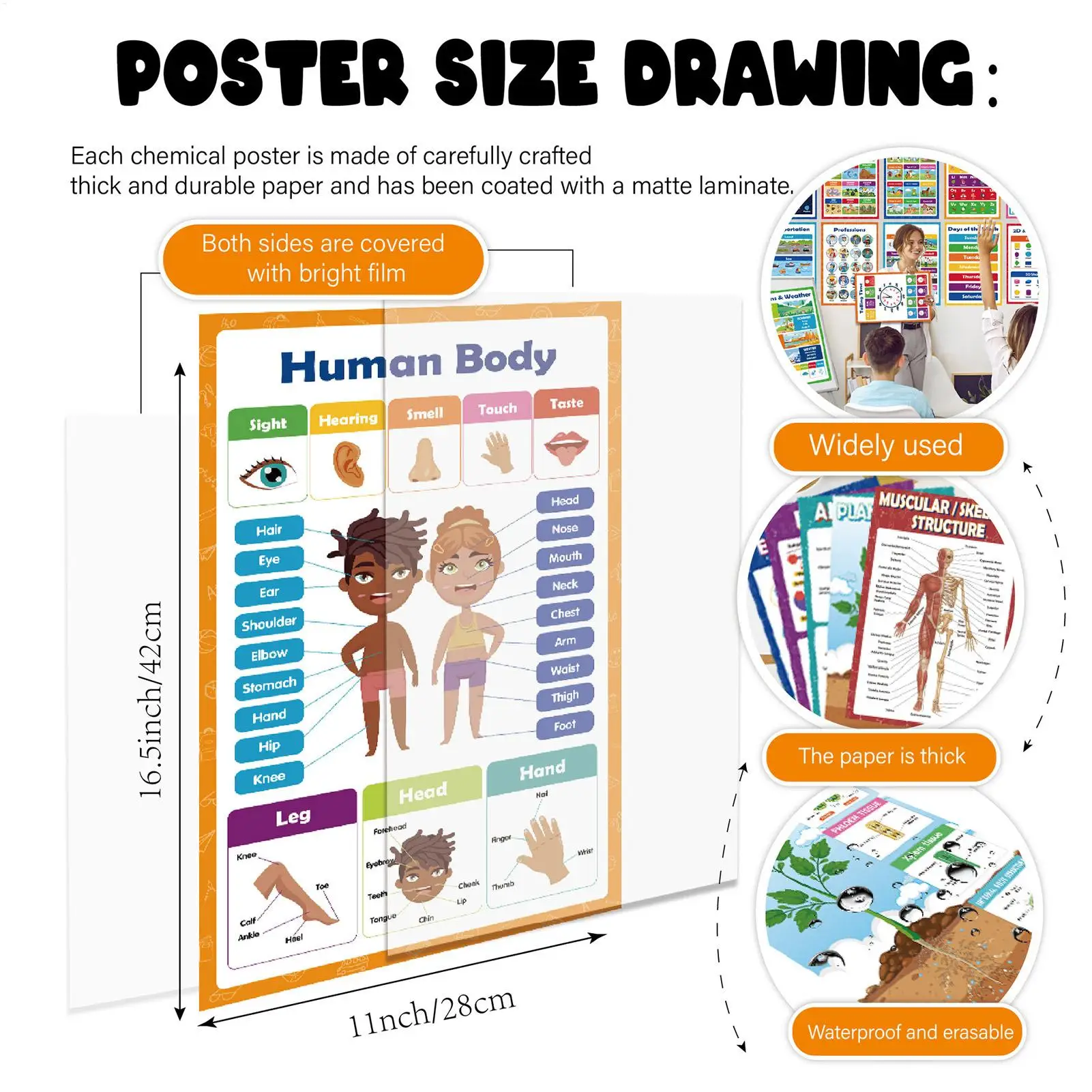20 Pieces Childhood Education Poster Educational Chart Poster Reusable Interactive Charts With Bright Colors For Children