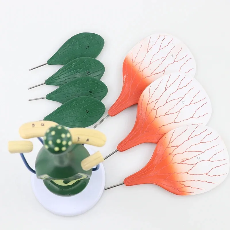 8X الموسع انفصال زهر الخوخ نموذج زهرة ديكوتيلدون هيكل النبات معدات تدريس علم الأحياء التشريحية