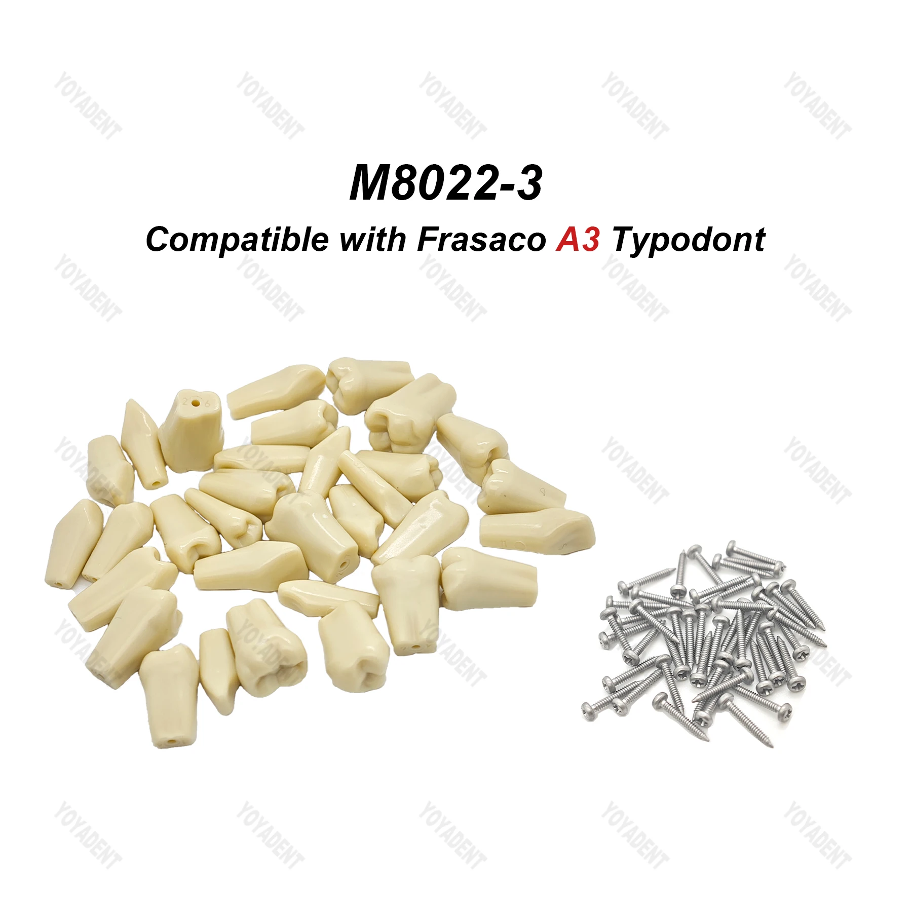 Frasaco A3/AG3 유형 치과 치아 모델, 제거 가능한 치아 입자, 환자 교육 데모 치과 도구, 전체 치아 32 개